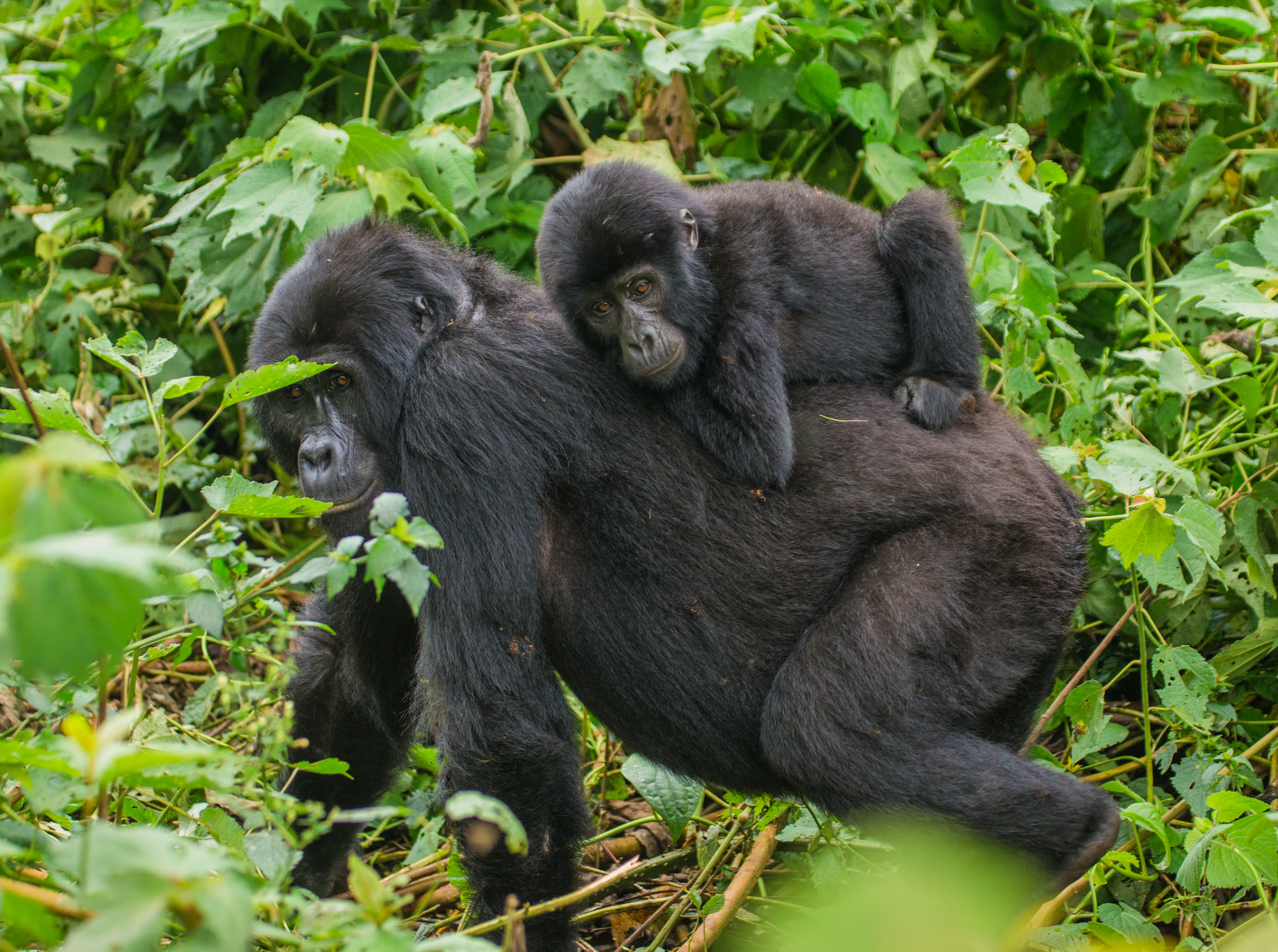 Female mountain gorilla carrying baby on her back