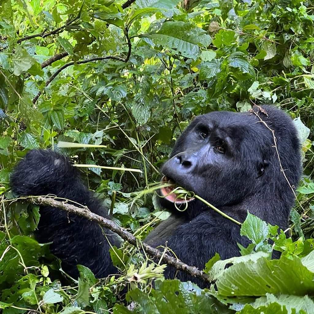 Gorilla feeding during Uganda Africa safari