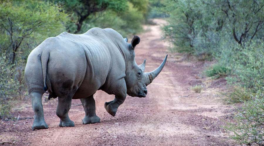 White Rhino crossing the road in Uganda
