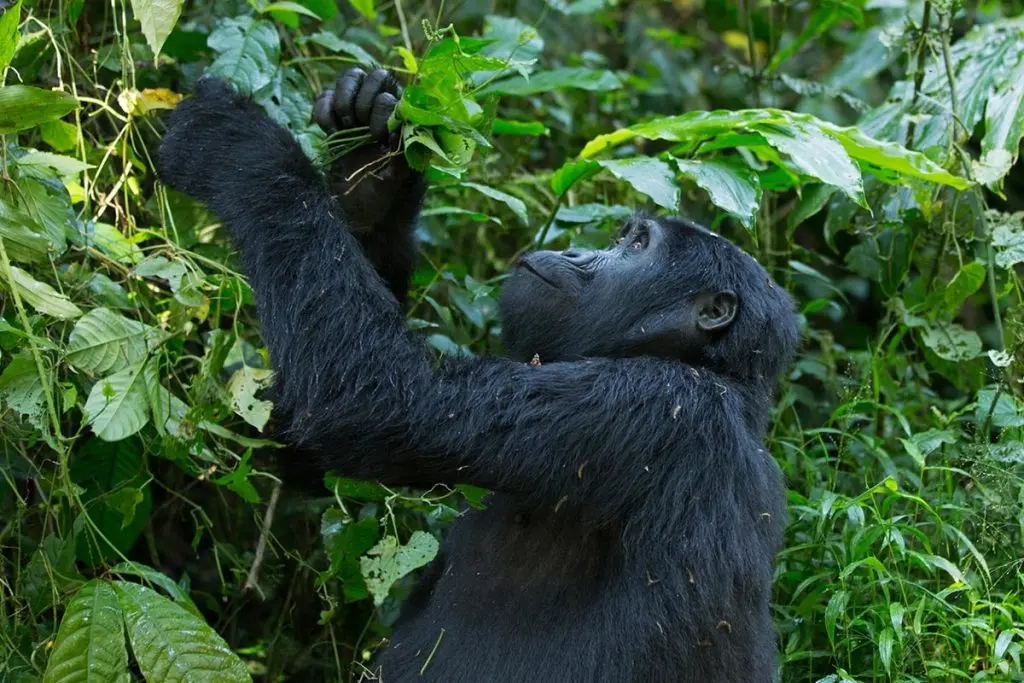 picture of female gorilla taken during African safari in Uganda