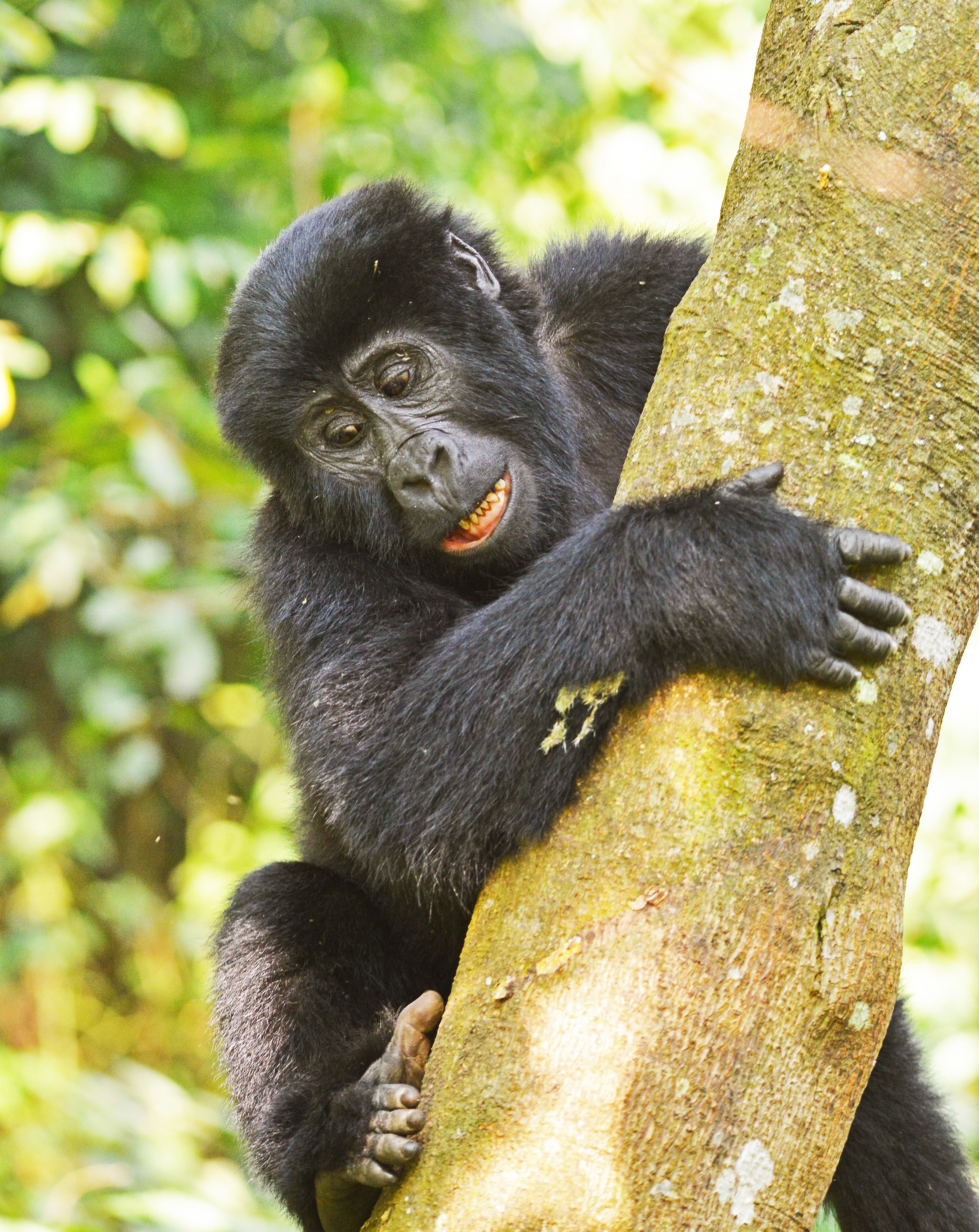 Mountain gorilla on the top of tree in Bwindi