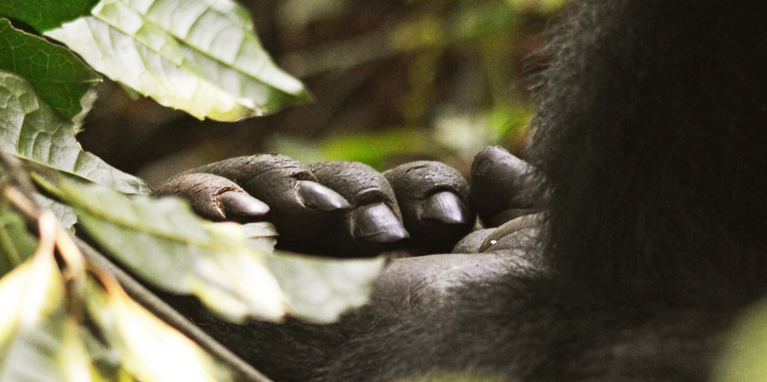 Mountain gorilla plucking leaves in Bwindi