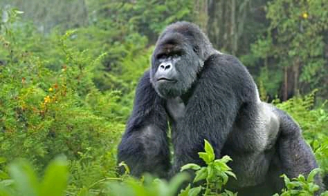 Silverback sucking tree in Bwindi 