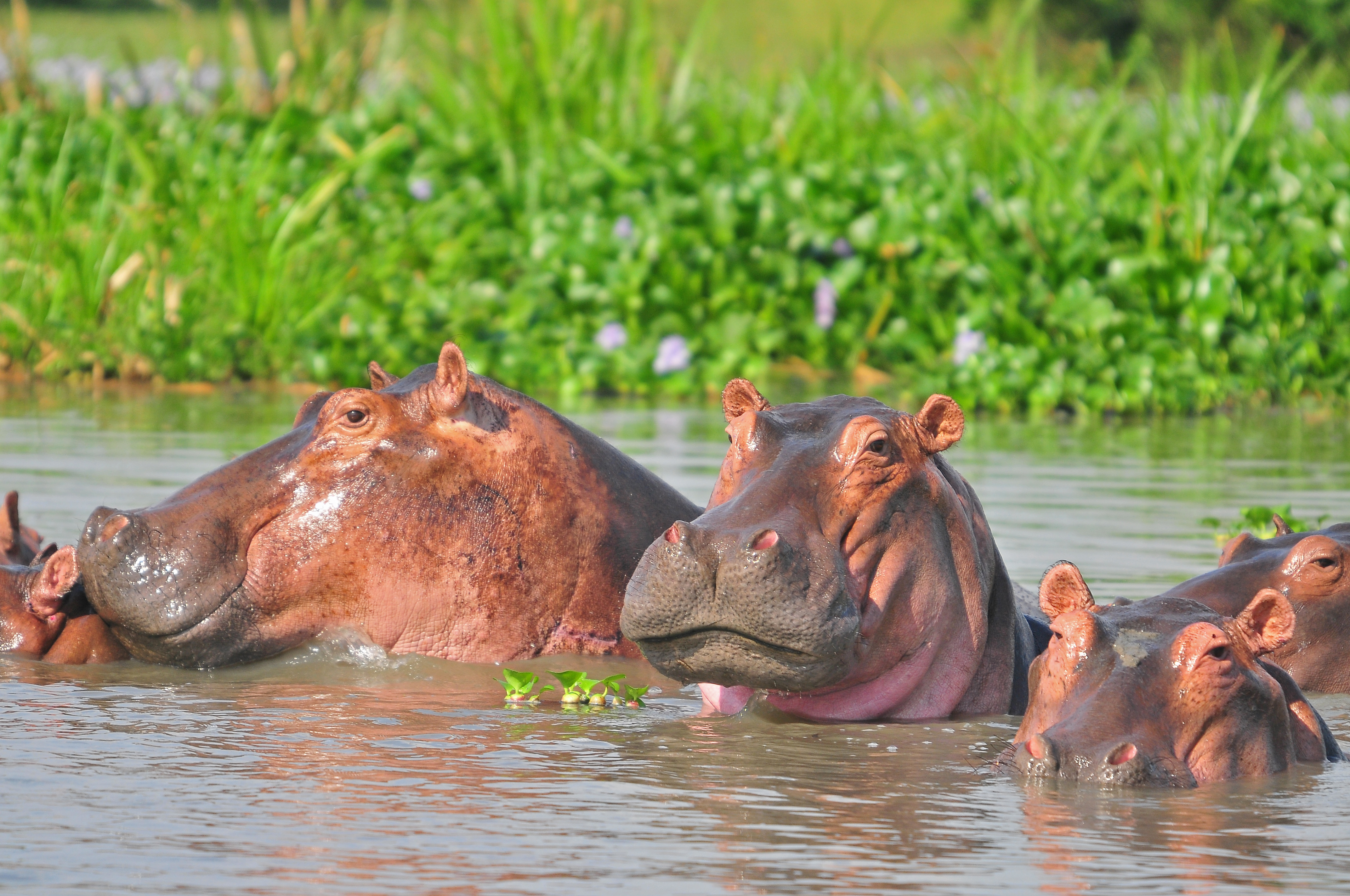 Hippos in Queen Elizabeth national park during African safari Uganda